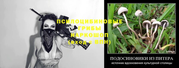 прущие грибы Бородино